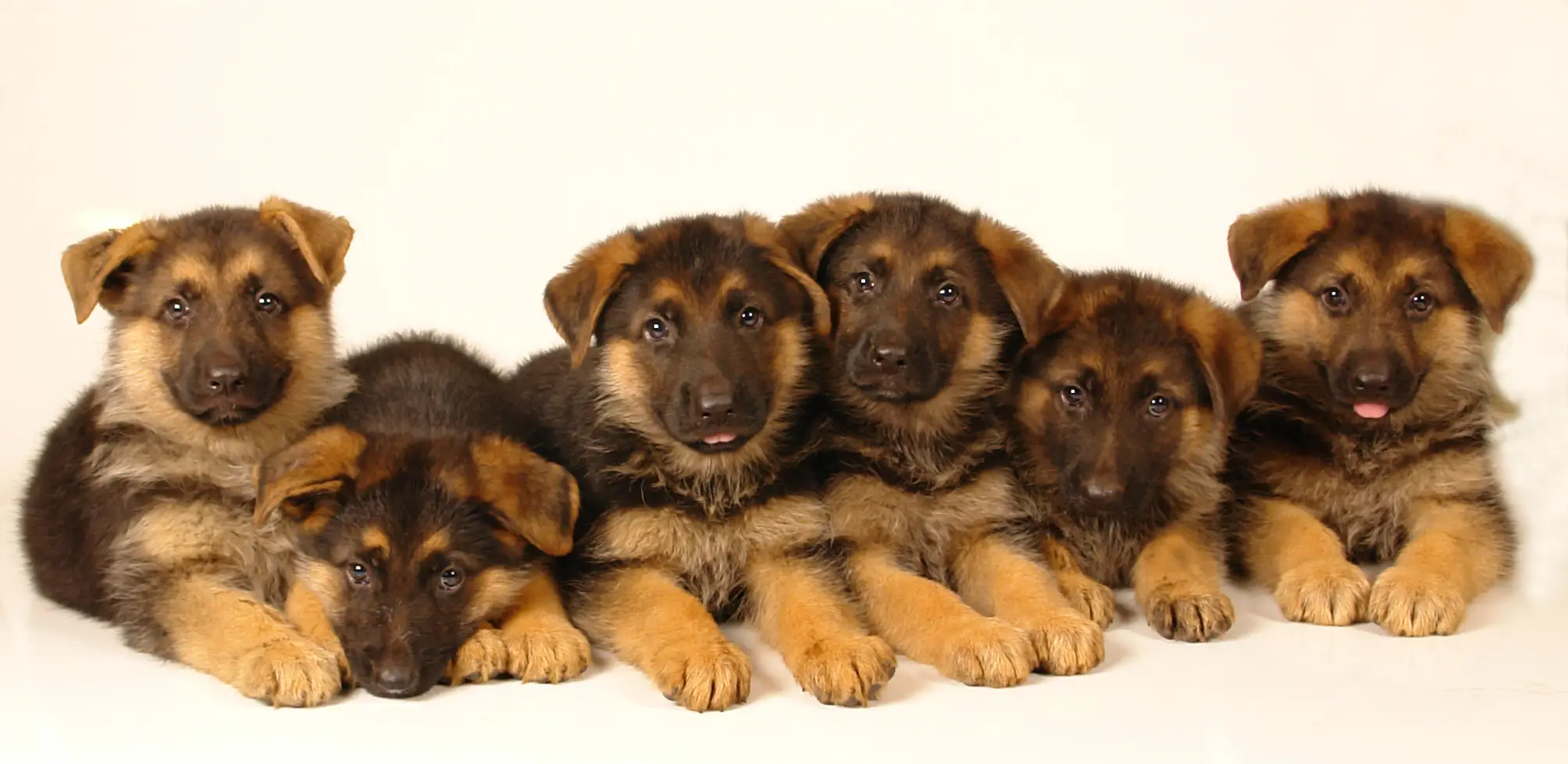 Leasing with Pets: How Covina Landlords Can Profit Without the Headache